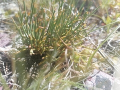 Ephedra monosperma