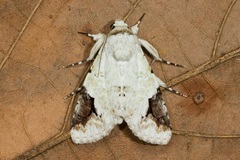 Bamra albicola
