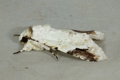 Bamra albicola