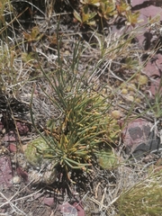 Ephedra monosperma