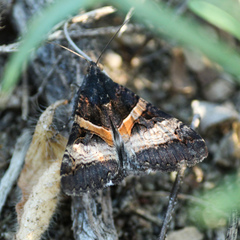 Melipotis nigrobasis