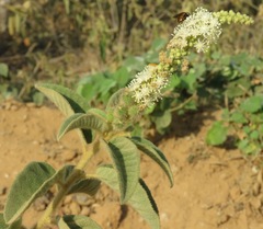 Croton heliotropiifolius