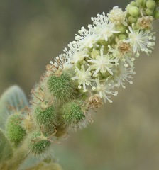 Croton heliotropiifolius