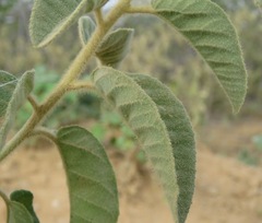 Croton heliotropiifolius