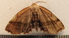 Cepphis armataria