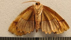 Cepphis armataria