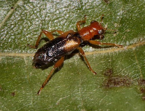 Vertical-lined Phyllobaenus photo 2