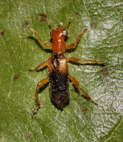 Vertical-lined Phyllobaenus