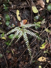 Adiantum pyramidale