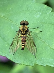 Chrysopilus fasciatus
