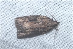 Cryptoptila australana