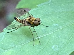 Chrysopilus fasciatus