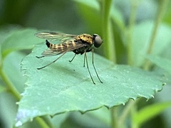 Chrysopilus fasciatus