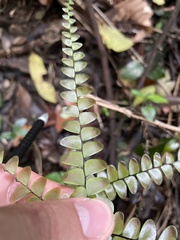 Adiantum pyramidale
