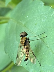 Chrysopilus fasciatus