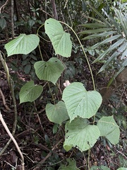Vitis tiliifolia