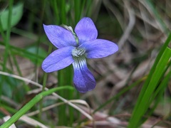 Viola triloba