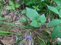 Viola triloba