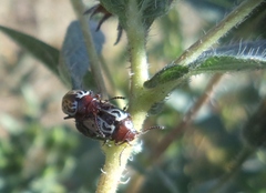 Zygogramma piceicollis