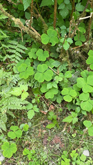 Oxalis