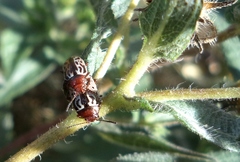 Zygogramma piceicollis