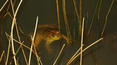 Lithobates montezumae