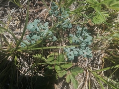 Thalictrum petaloideum