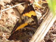 Opsiphanes quiteria