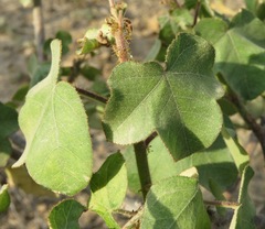Jatropha ribifolia