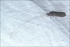 Triplectides similis