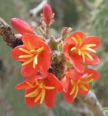Jatropha mutabilis