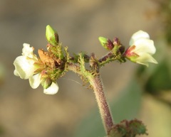 Jatropha ribifolia