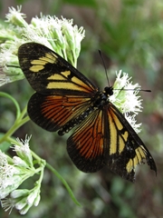 Actinote pellenea pellenea