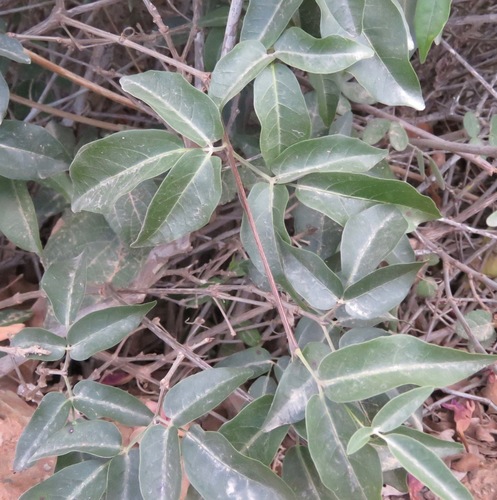 Mansoa alliacea