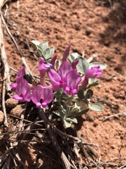 Astragalus chamaeleuce