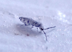 Entomobrya atrocincta