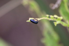 Trirhabda canadensis