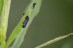 Trirhabda canadensis
