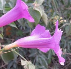 Mansoa alliacea
