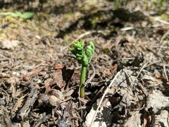 Botrychium matricariifolium