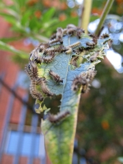 Actinote pellenea pellenea