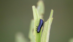 Trirhabda canadensis