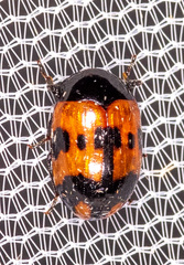 Diaperis nigronotata