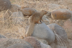 Notocitellus annulatus