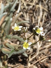 Ivesia santolinoides