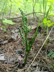 Botrychium minganense