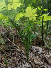 Botrychium minganense