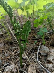 Botrychium minganense