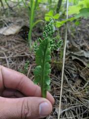 Botrychium minganense
