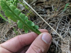 Botrychium minganense